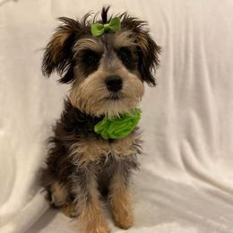 Schnoodle Puppies from Noodle Tings Puppies