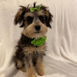 Schnoodle Puppies from Noodle Tings Puppies