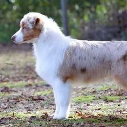 Australian Shepherds from Glenlake Australian Shepherds