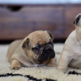 French Bulldog Puppies from Von Bales French Bulldogs