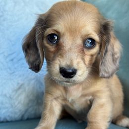 Spin (AKC-3500) - Dapple male Dachshund puppy in Krum, Texas from Tired Chef Dachshunds