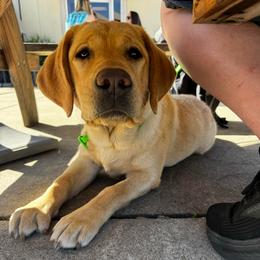 White Collar - Yellow female Labrador Retriever puppy in Somerset, California from Cantina Labs and Cavs