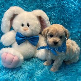 Milo - Apricot male Maltipoo puppy in Taft, Tennessee from Knight Pups