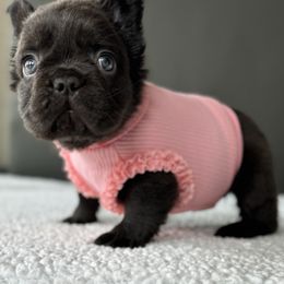 French Bulldog Puppies from Whatabulldog