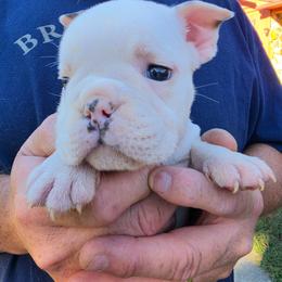 Black - White male Bulldog puppy in Walhalla, South Carolina from Lowery's English Bulldogs