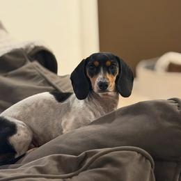 Gretchen - Dachshund