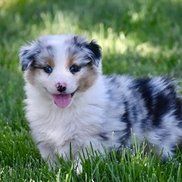 Hiro- Neon Green Collar - Blue merle male Australian Shepherd puppy in Prineville, Oregon from KC’s Aussies