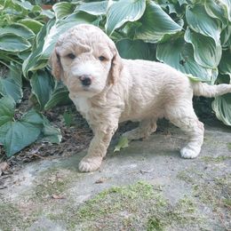 Goldendoodle Puppies from Ninnie's Doodles