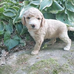 Goldendoodle Puppies from Ninnie's Doodles