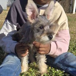 Autumn - Miniature Schnauzer puppy from Alysha's Grandbabies