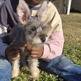 Autumn - Miniature Schnauzer puppy from Alysha's Grandbabies