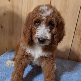 Prince - Red male Irish Doodle puppy in Bonifay, Florida from Heavenly Poodles