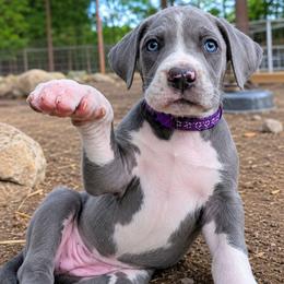Arwen - Blue female Great Dane puppy in Citra, Florida from AEW Farm