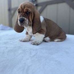 Basset Hound Puppies from Autumn Oak Basset Hounds