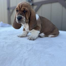 Basset Hound Puppies from Autumn Oak Basset Hounds