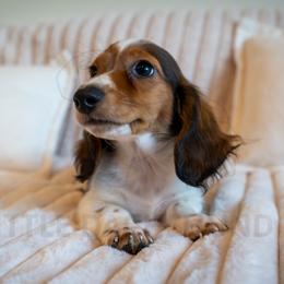 Bob - Piebald male Dachshund puppy in Temecula, California from Naomi Magee's Dachshund Kennel