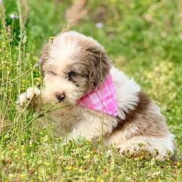 Rosie - Red merle female Aussiedoodle puppy in Eastman, Georgia from Dood B Ranch