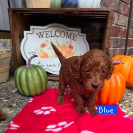 Sky Blue - Apricot male Goldendoodle puppy in Little Rock, Arkansas from Adorable Mini Doodles LLC