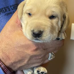 Labrador Retriever Puppies from Farmers Creek Kennels
