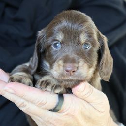 Truffle - Chocolate and cream female Dachshund puppy in Prunedale, California from Tiny Teckels Miniature Dachshunds