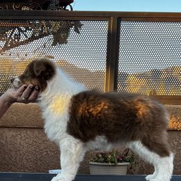 Australian Shepherd Puppies from Imagine Australian Shepherds