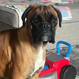 Obi - Fawn male Boxer puppy in Henderson, Tennessee from Vom Broadvalley