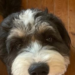 Bernedoodle and Dachshund All Grown Up from Heavenly Heritage Dachshunds