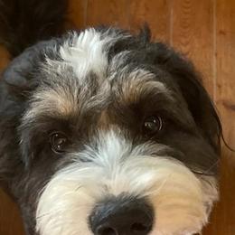 Bernedoodle and Dachshund All Grown Up from Heavenly Heritage Dachshunds