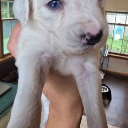 Honeybee - White and lemon female Dalmatian puppy in Janesville, Wisconsin from Legacy Dalmatians