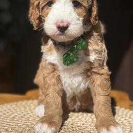 Teal-nugget - Red male Bernedoodle puppy in Yuciapa, California from AlltheDoodlez_