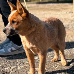 Australian Cattle Dog Puppies from RedHorizon AKC Australian Cattle Dogs (Heelers)