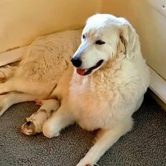 Great Pyrenees from Wyndhamhill Great Pyrenees