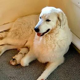 Great Pyrenees from Wyndhamhill Great Pyrenees