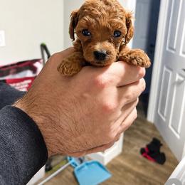 Twinkle - Red  female Poodle puppy in Picayune, Mississippi from JEN's Poodles