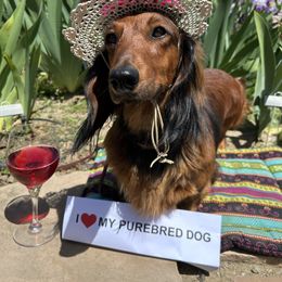 Dachshund All Grown Up from Rare Treat Dachshunds