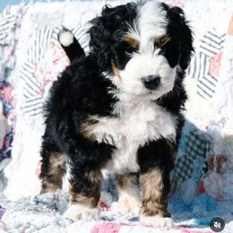 Buckwheat - Tri-color male Bernedoodle puppy in Grove, Oklahoma from Grand Lake Poodles & Doodles