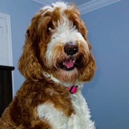 Goldendoodles from All Tails Entertainment