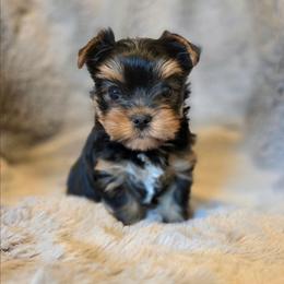 Brook - Blue and gold male Yorkshire Terrier puppy in Battle Ground, Washington from Joyful Yorkies