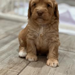 Australian Labradoodle Puppies from QuiSal Labradoodles