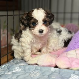 Cashew - Brown and white male Cockapoo puppy in Griffin, Georgia from Rawls Lovely Little Tots