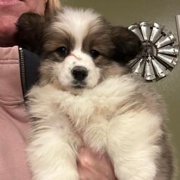 Jolly - Sable female Pembroke Welsh Corgi puppy in New Auburn, Wisconsin from Cordell Corgis