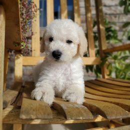 Sage - Cream Labradoodle puppy in Siloam Springs, Arkansas from Siloam Doodles