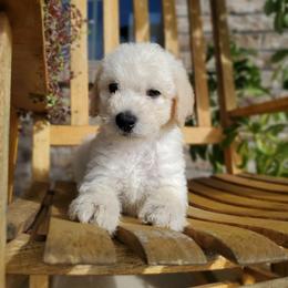 Sage - Cream Labradoodle puppy in Siloam Springs, Arkansas from Siloam Doodles