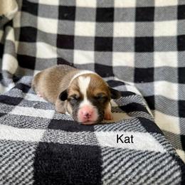 Kat - Sable female Pembroke Welsh Corgi puppy in Waverly, Iowa from Kindred Corgis