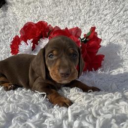 Beans - Chocolate and tan female Dachshund puppy in Colbert, Oklahoma from Brooke Crenshaw