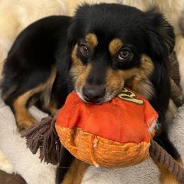 Reece - Miniature Australian Shepherd