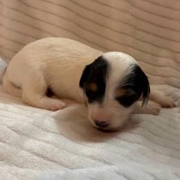 Noelle - Piebald female Dachshund puppy in Hillsville, Virginia from Bonderosa Kennels