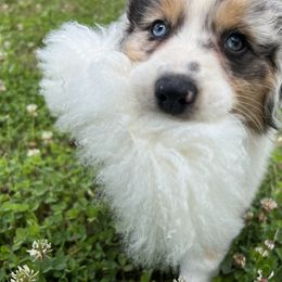 Australian Shepherd Puppies from Queen City Farm