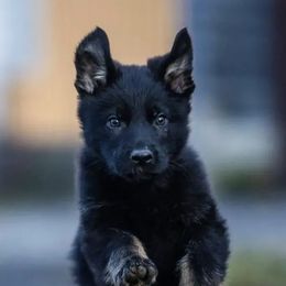 German Shepherd Puppies from Büserhaus Working Dogs