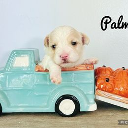 Maltese, Maltipoo, Poodle, and Yorkshire Terrier Puppies from Paw Perfect Pets